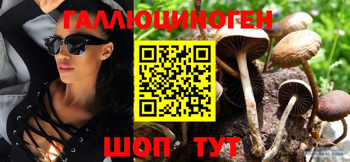 Псилоцибиновые грибы Psilocybine cubensis Карачаевск